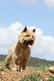 CAIRN TERRIER 105